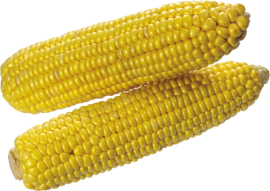 Corn PNG image-5270